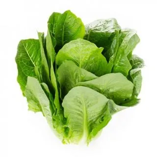 Compra LECHUGA AMALONA RZ Pildorada (5.000 Semillas) en la tienda online Fito Agrícola