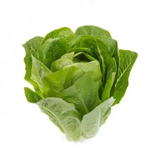 Compra LECHUGA CATRIONA RZ Pildorada (5.000 Semillas) en la tienda online Fito Agrícola