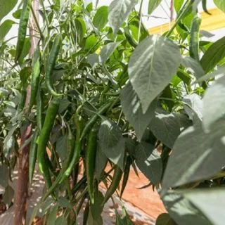 Compra PIMIENTO AVITAL RZ F1 Precisión (1000 Semillas). en la tienda online Fito Agrícola