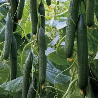 Compra PEPINO PRADERA RZ F1 Precisión (1000 Semillas). en la tienda online Fito Agrícola