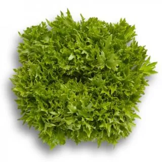 Compra LECHUGA EXCITE RZ Pildorada (5.000 Semillas). en la tienda online Fito Agrícola