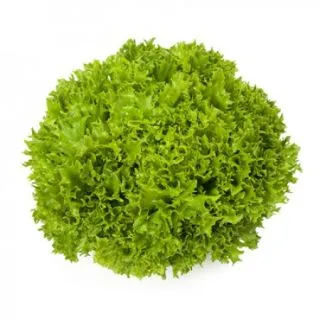 Compra LECHUGA EXACT RZ Pildorada (5.000 Semillas). en la tienda online Fito Agrícola