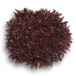 Compra LECHUGA TRIPLEX RZ Pildorada (5.000 Semillas). en la tienda online Fito Agrícola