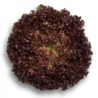 Compra LECHUGA ANTONET RZ Pildorada (5.000 Semillas). en la tienda online Fito Agrícola