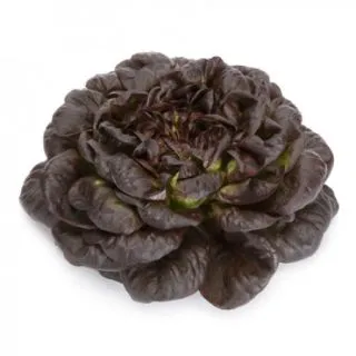 Compra LECHUGA WARHOL RZ Pildorada (5.000 Semillas). en la tienda online Fito Agrícola