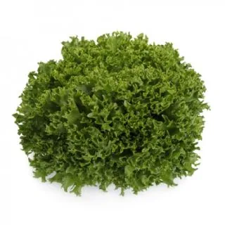 Compra LECHUGA EXCURIA RZ K Pildorada (5.000 Semillas). en la tienda online Fito Agrícola