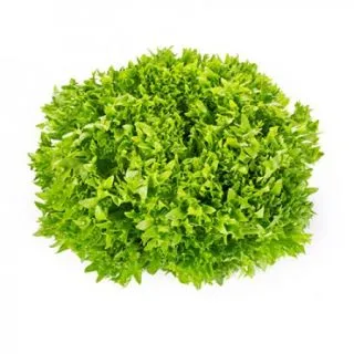 Compra LECHUGA EXANIMO RZ Pildorada (5.000 Semillas). en la tienda online Fito Agrícola