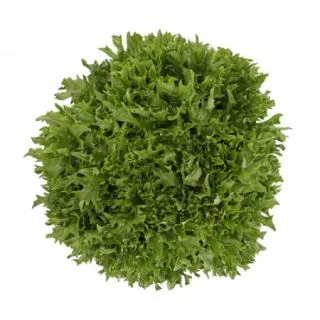 Compra LECHUGA EXCAVO RZ Pildorada (5.000 Semillas). en la tienda online Fito Agrícola