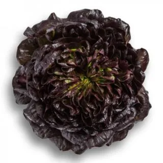 Compra LECHUGA KLEE RZ Pildorada (5.000 Semillas). en la tienda online Fito Agrícola