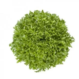 Compra LECHUGA EXCENTRIC RZ Pildorada (5.000 Semillas). en la tienda online Fito Agrícola