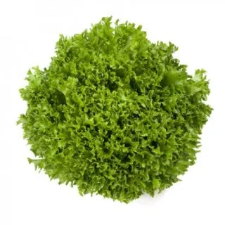 Compra LECHUGA EXPEDITION RZ Pildorada (5.000 Semillas). en la tienda online Fito Agrícola