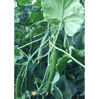 Compra PEPINO ARRECIFE RZ F1 Precisión (1000 Semillas). en la tienda online Fito Agrícola