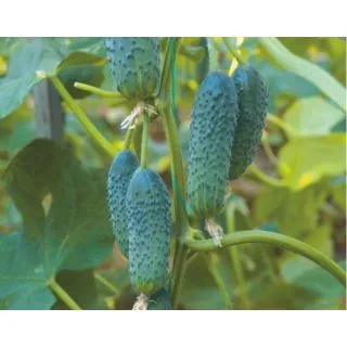 Compra PEPINO DERYA F-1 (1.000 Semillas) en la tienda online Fito Agrícola