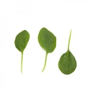 Compra ESPINACA SILVERWHALE RZ F1 (1.000.000 Semillas) en la tienda online Fito Agrícola