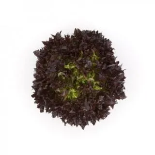 Compra LECHUGA HAFLEX RZ Pildorada (5.000 Semillas). en la tienda online Fito Agrícola