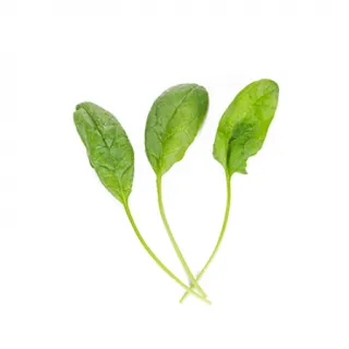 Compra ESPINACA BILBY RZ F1 BABY LEAF (1.000.000 Semillas) en la tienda online Fito Agrícola