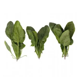 Compra ESPINACA BLOBFISH RZ F1 BABY LEAF (1.000.000 Semillas) en la tienda online Fito Agrícola