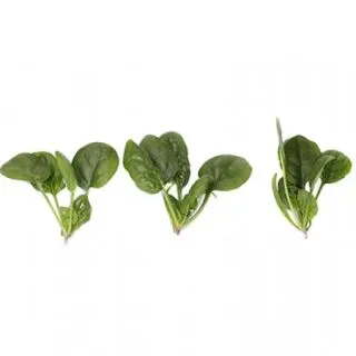 Compra ESPINACA BUDGERIGAR (1.000.000 Semillas) en la tienda online Fito Agrícola