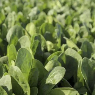 Compra ESPINACA KODIAK RZ F1 (1.000.000 Semillas) en la tienda online Fito Agrícola