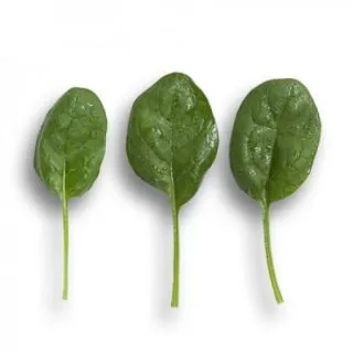 Compra ESPINACA WOODPECKER RZ F1 (1.000.000 Semillas) en la tienda online Fito Agrícola