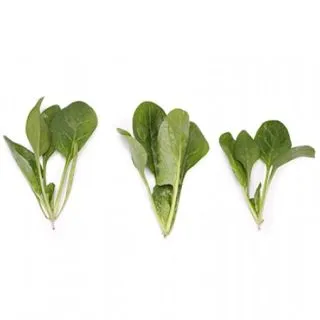 Compra ESPINACA SALAMANDER RZ F1 (1.000.000 Semillas) en la tienda online Fito Agrícola