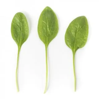 Compra ESPINACA MEERKAT RZ F1 (1.000.000 Semillas) en la tienda online Fito Agrícola