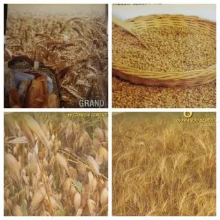 Compra CEREAL PARA SIEMBRA GRATIS (3 envases x 100 gr.). en la tienda online Fito Agrícola