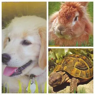 Compra SEMILLAS PARA PURGA Y ALIMENTACIÓN DE MASCOTAS GRATIS (3 Unidades). en la tienda online Fito Agrícola