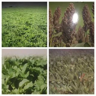 Compra SEMILLAS DE FORRAJE GRATIS (3 envases x 100 gr.) en la tienda online Fito Agrícola