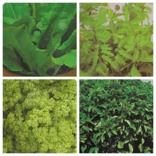 Compra SEMILLAS DE AROMÁTICAS GRATIS (3 Unidades). en la tienda online Fito Agrícola