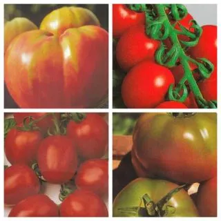 Compra SEMILLAS TOMATES GRATIS (3 Unidades). en la tienda online Fito Agrícola