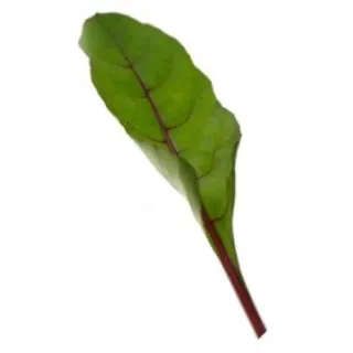 Compra ACELGA CHARLIE RZ F-1 BABY LEF Precisión (100.000 Semillas) en la tienda online Fito Agrícola