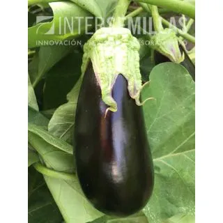 Compra BERENJENA BELONA F1 (1.000 Semillas) en la tienda online Fito Agrícola