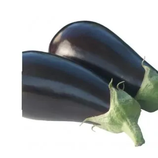 Compra BERENJENA MONARCA RZ F-1 Precisión (1000 Semillas) en la tienda online Fito Agrícola