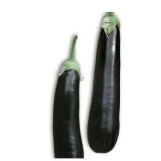 Compra BERENJENA NILO RZ F1 (1000 Semillas). en la tienda online Fito Agrícola