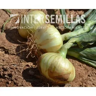 Compra CEBOLLA SAN JOSE F1 Pildorada (25.000 Semillas) en la tienda online Fito Agrícola