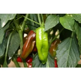 Compra PIMIENTO TORRICELLO F1 (1000 Semillas). en la tienda online Fito Agrícola