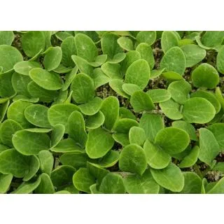 Compra CALABAZA ENERGY F-1 (1000 Semillas) en la tienda online Fito Agrícola