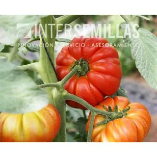 Compra TOMATE ALLUREA F-1 (1000 Semillas). en la tienda online Fito Agrícola