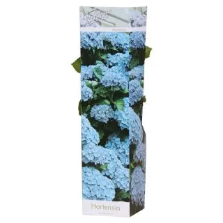 Compra HORTENSIA AZUL (1 Unid.) en la tienda online Fito Agrícola