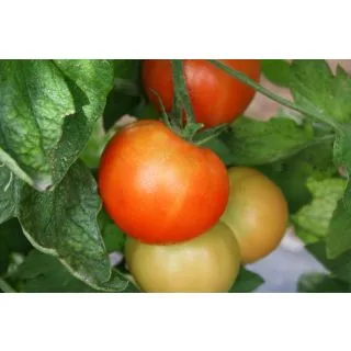 Compra TOMATE CARLA F-1 (1000 Semillas). en la tienda online Fito Agrícola