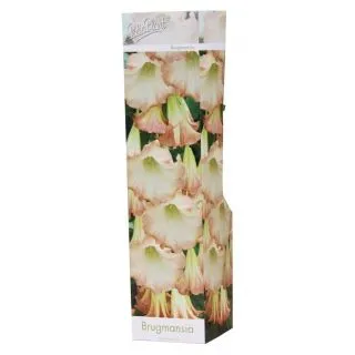 Compra BRUGMANSIA SUAVOLENS (1 Unid.) en la tienda online Fito Agrícola