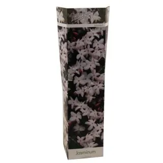 Compra JAZMÍN OFFICINALE (1 Unid.) en la tienda online Fito Agrícola