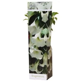 Compra BRUGMANSIA ARBOREA (1 Unid.) en la tienda online Fito Agrícola