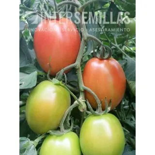 Compra TOMATE SAMARCANDA F1 (1000 Semillas). en la tienda online Fito Agrícola