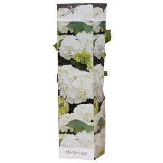 Compra HORTENSIA BLANCA (1 Unid.) en la tienda online Fito Agrícola