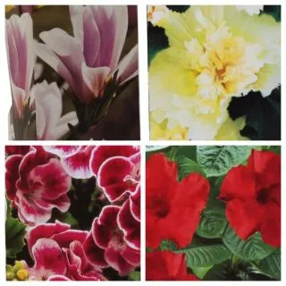 Compra PLANTA ORNAMENTAL GRATIS (1 Unidad). en la tienda online Fito Agrícola