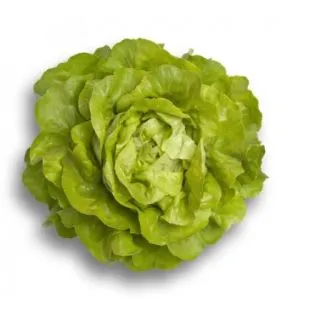 Compra LECHUGA ALMAGRO RZ Pildorada (5.000 Semillas). en la tienda online Fito Agrícola