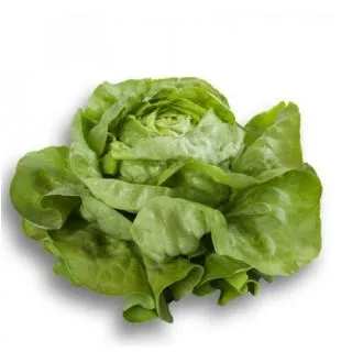 Compra LECHUGA FABIETTO RZ Pildorada (5.000 Semillas) en la tienda online Fito Agrícola