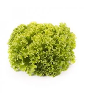 Compra LECHUGA INTUITION RZ Pildorada (5.000 Semillas). en la tienda online Fito Agrícola